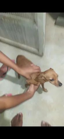 Ofereço recompensa para quem achar minha cachorrinha  - Foto 3