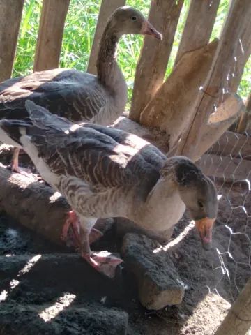 Vendo casal de Ganso africano 