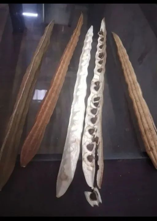 Sementes de Moringa para plantio - Foto 4