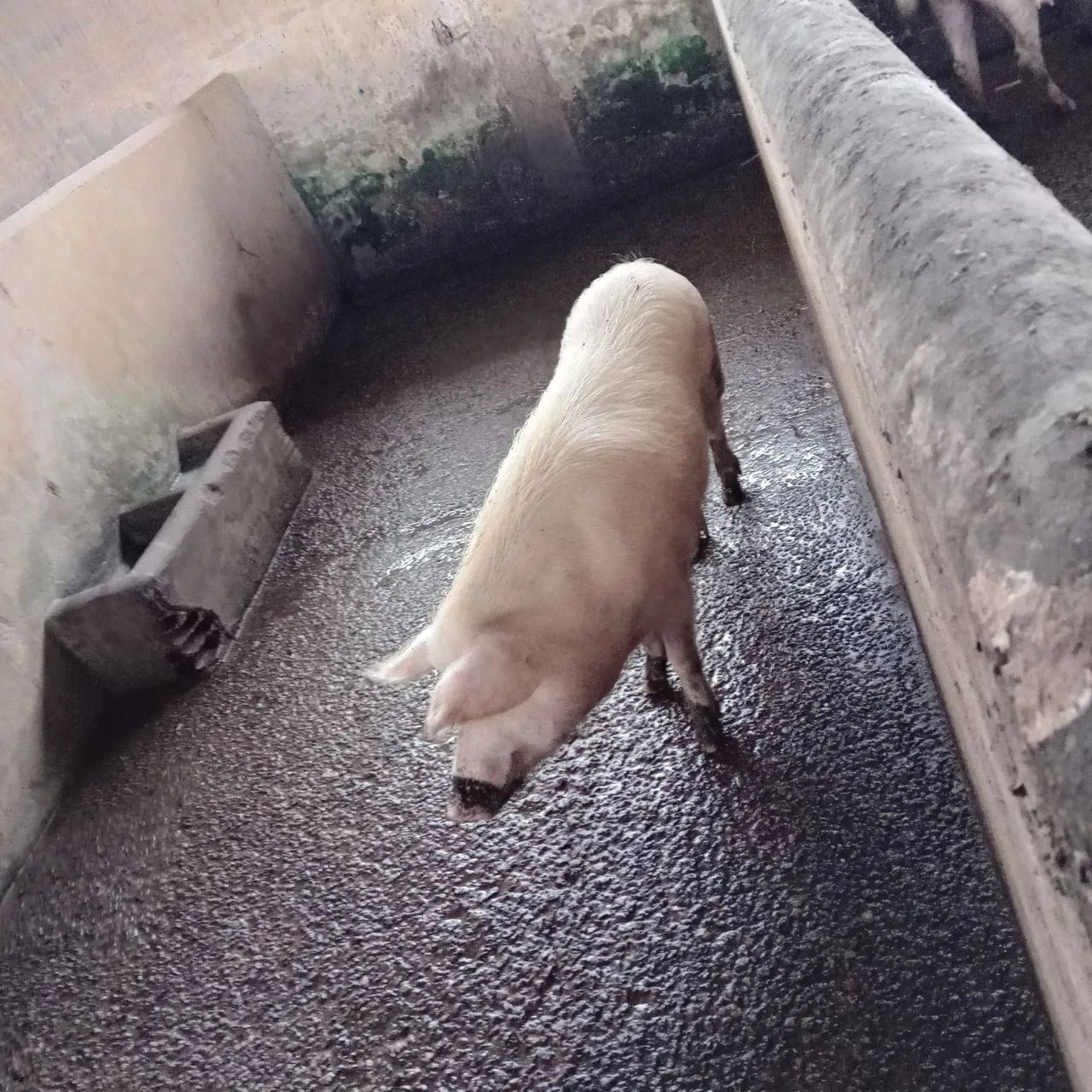 Porca com Leitões - Foto 2