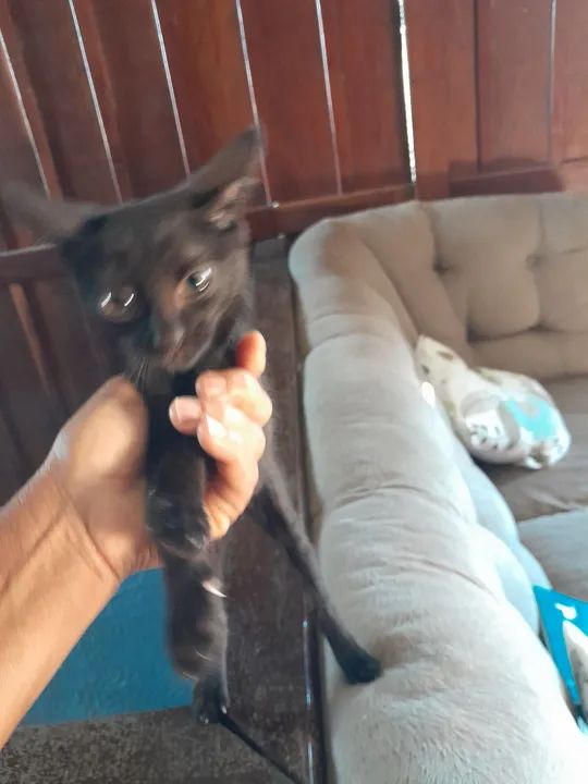 Gatinha linda e um machinho - Foto 4