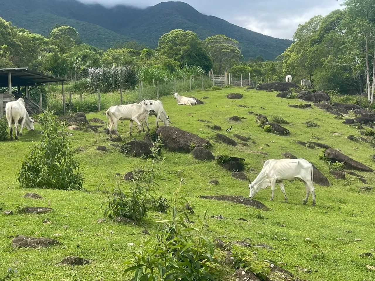 Vaca Nelore  - Foto 2