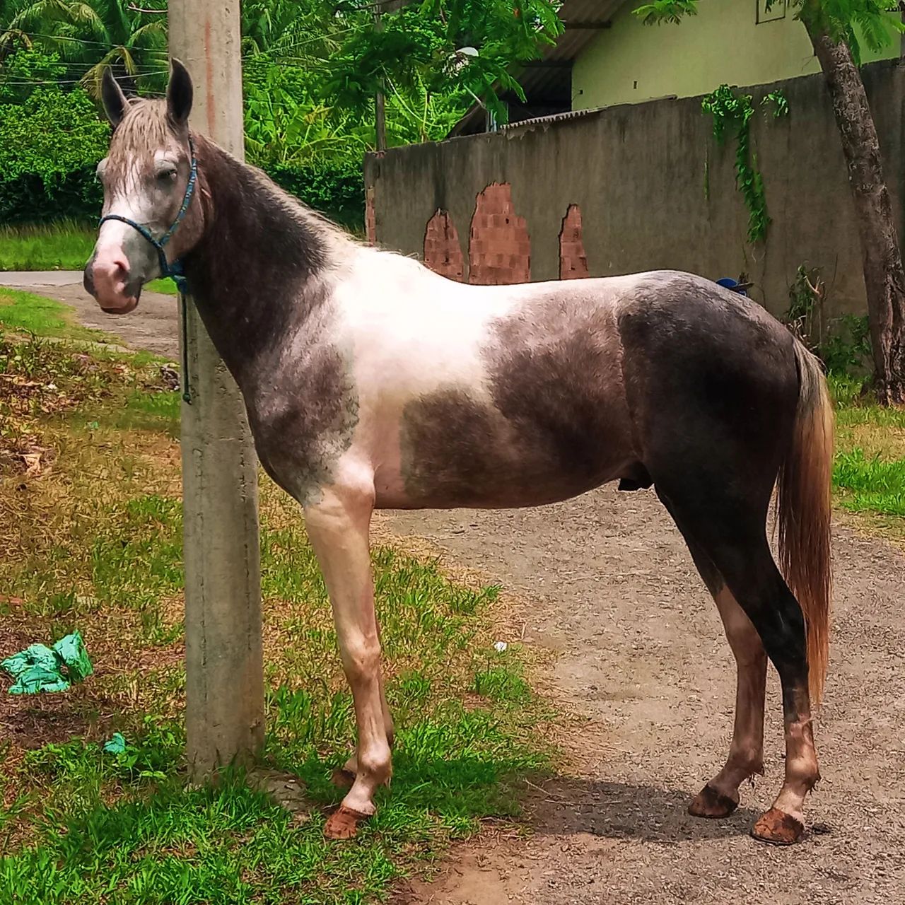 Potro Mangalarga Marchador - Foto 5