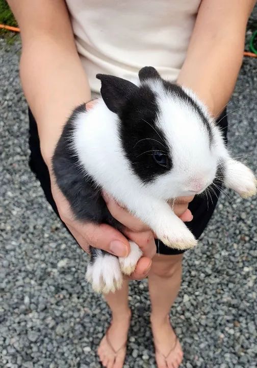 Coelhos Mini dócil  - Foto 2