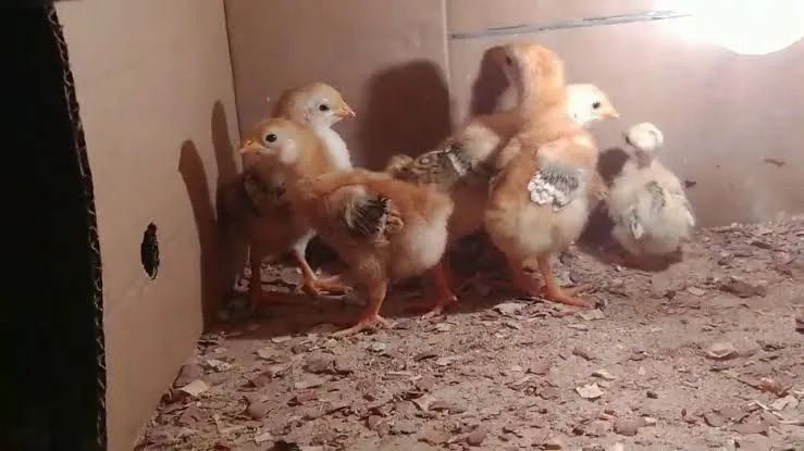 Pintinhos Rodhe Island Red e capiras melhorado  - Foto 2