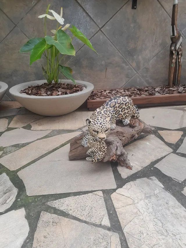 Onça com filhote antiga  - Foto 4