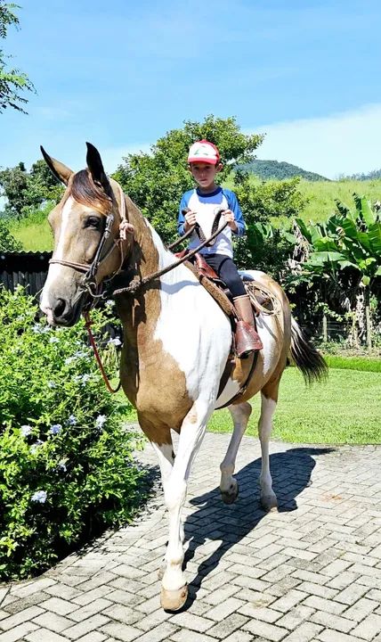 Égua Mangalarga - Pelagem Pampa - Foto 2