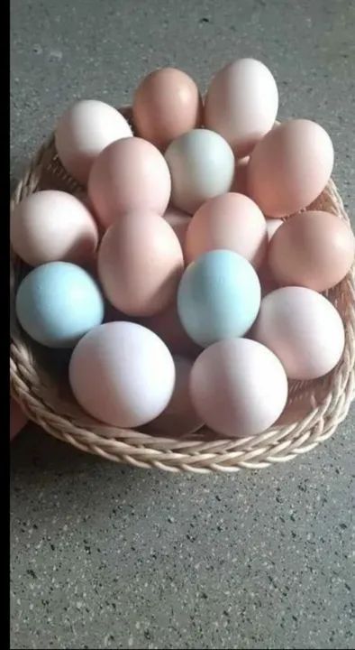 Ovos galados GSB e GLC  Melhorados!!! - Foto 6