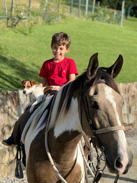 Égua Mangalarga - Pelagem Pampa - Foto 6