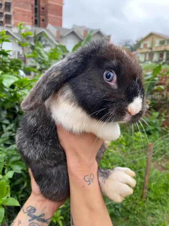 Casal mini loop  - Foto 2