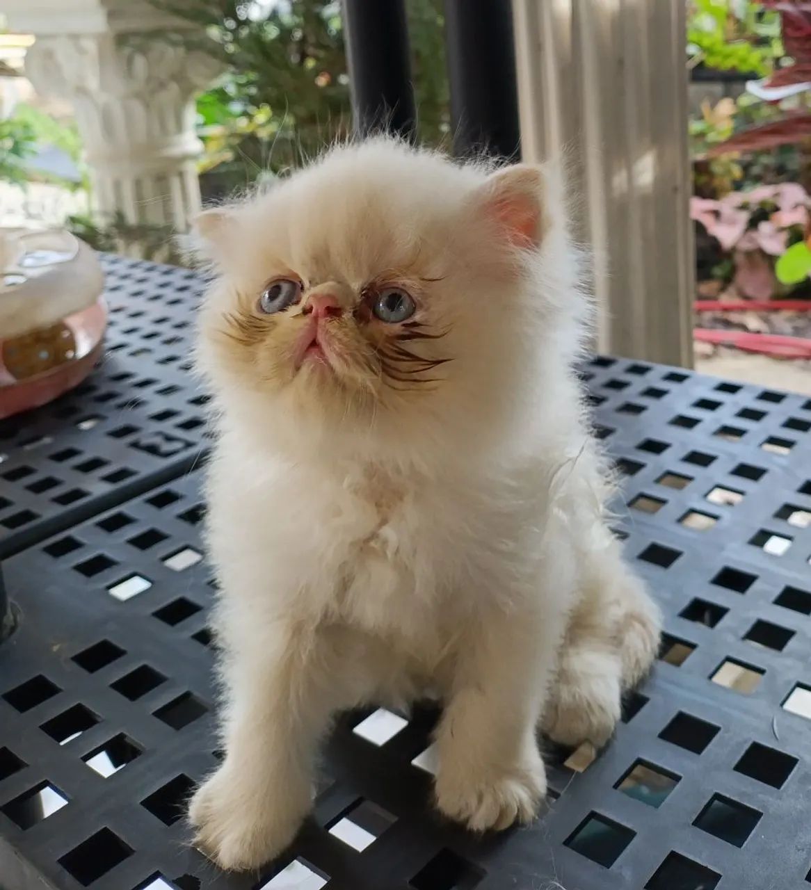 Gatos persas brancos de olhos azuis - Foto 2