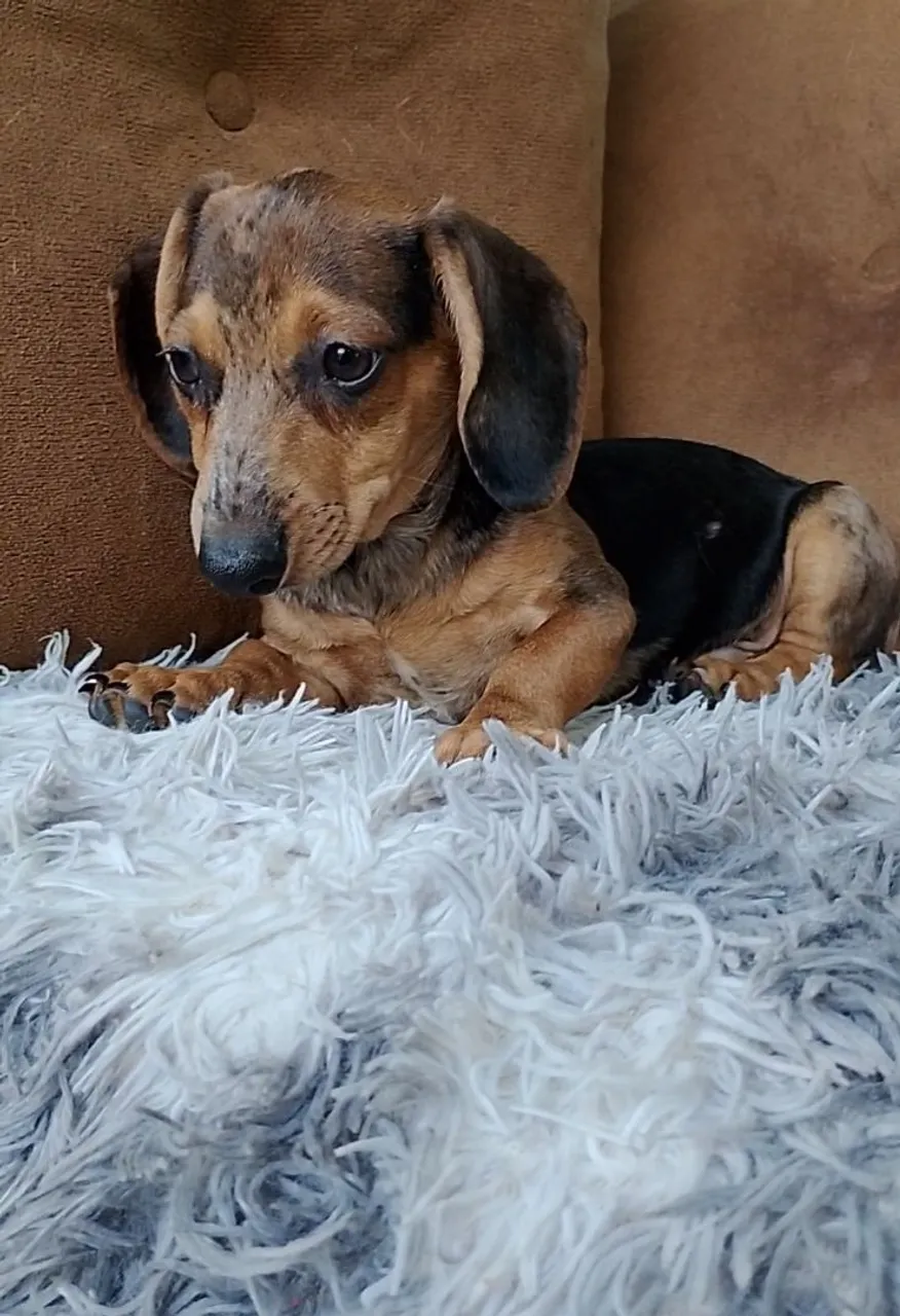 Filhote de Cofap - Dachshund - Bassê