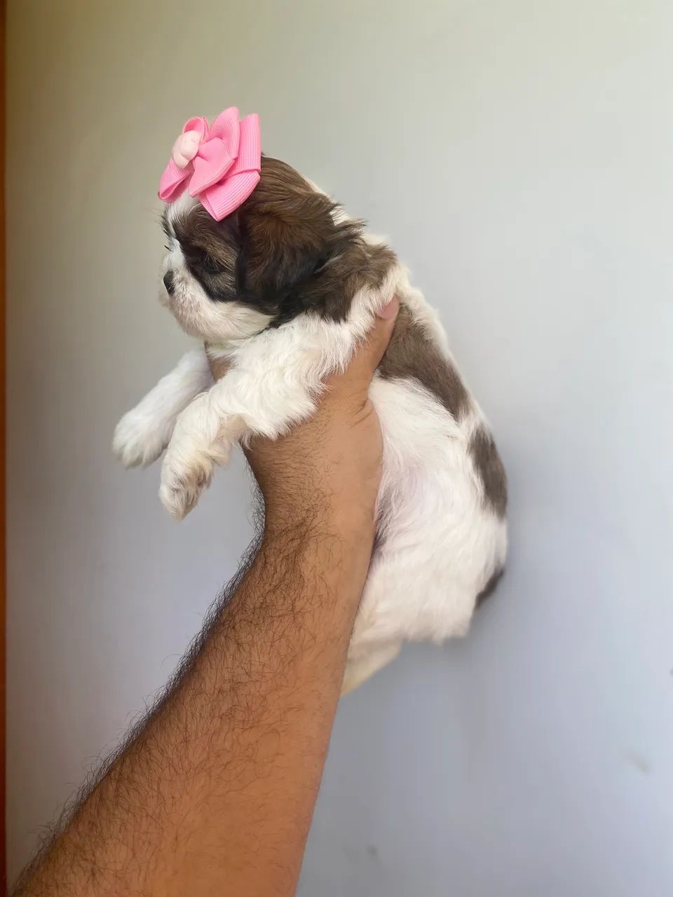Filhotes de Shihtzu fêmeas 