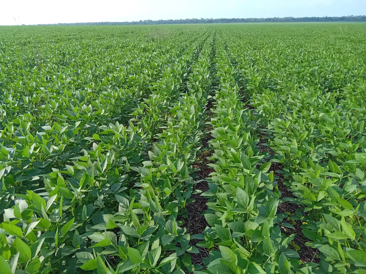 Fazenda arrendamento 800hec nova ubiratã e tem máquinas pra vender junto ..