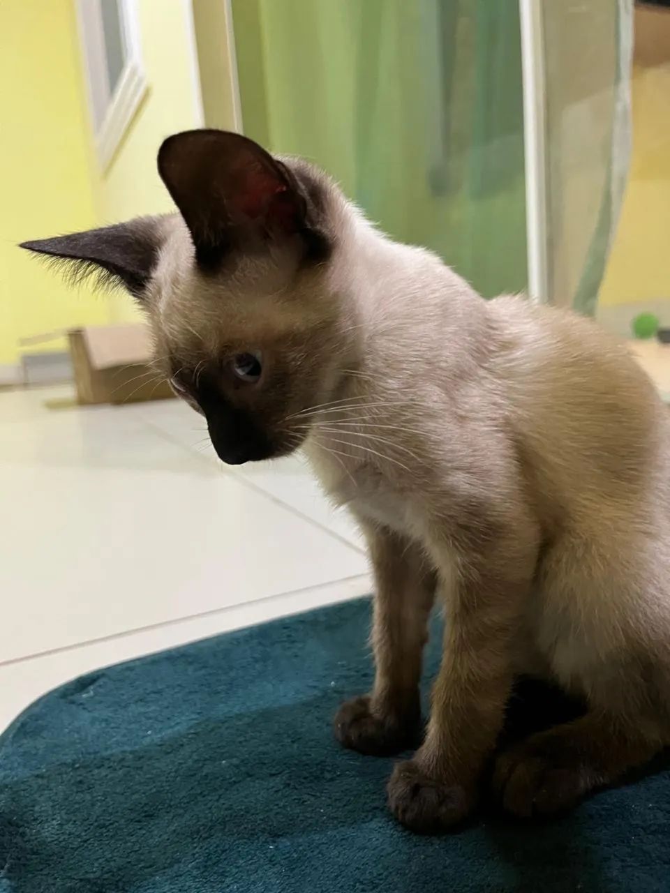 Filhote de gato Siamês 