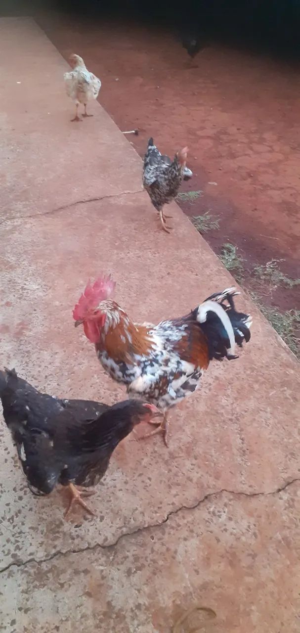 Franga e frango gsb  - Foto 3