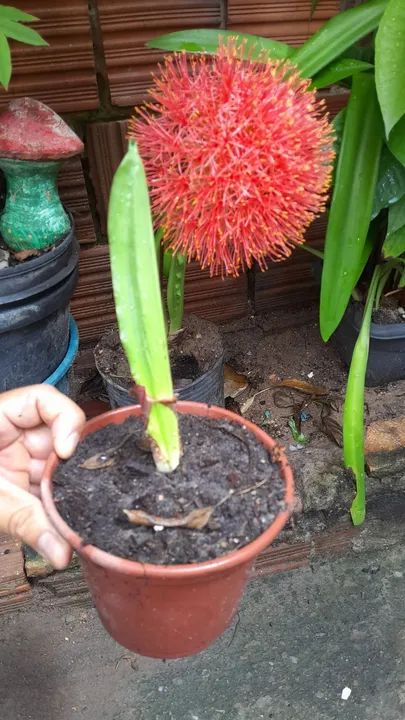 Linda Planta Bola de natal - Foto 6