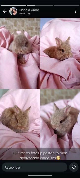 Filhotes de Coelho Netherland Dwarf, valor 150 reais  - Foto 2