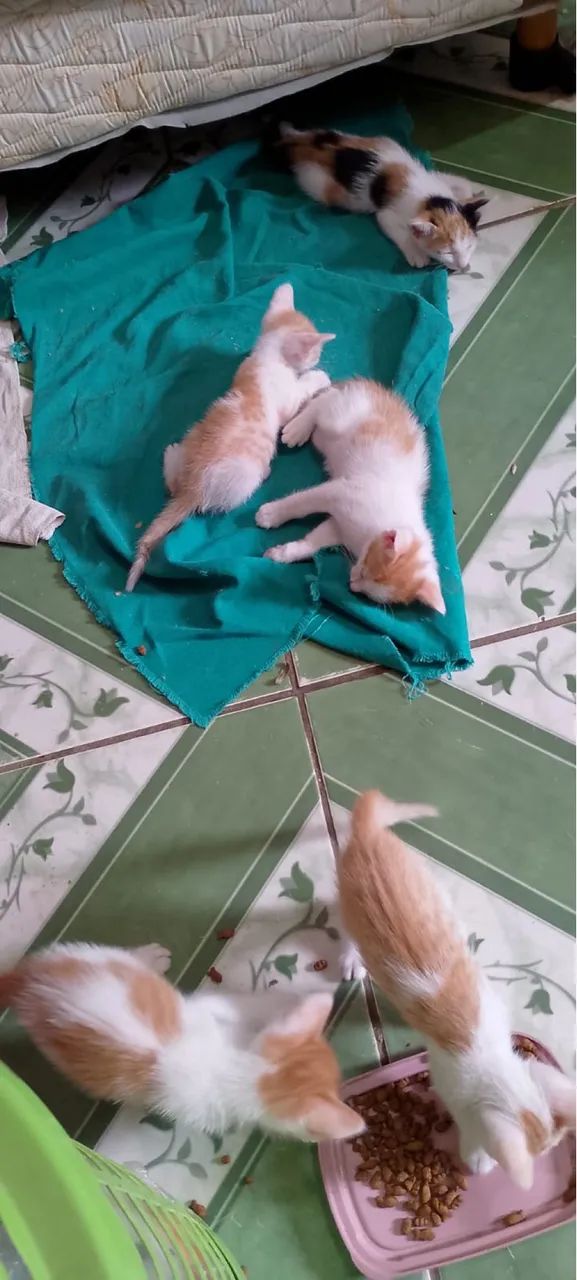 Adoção responsável filhotes dóceis  - Foto 6