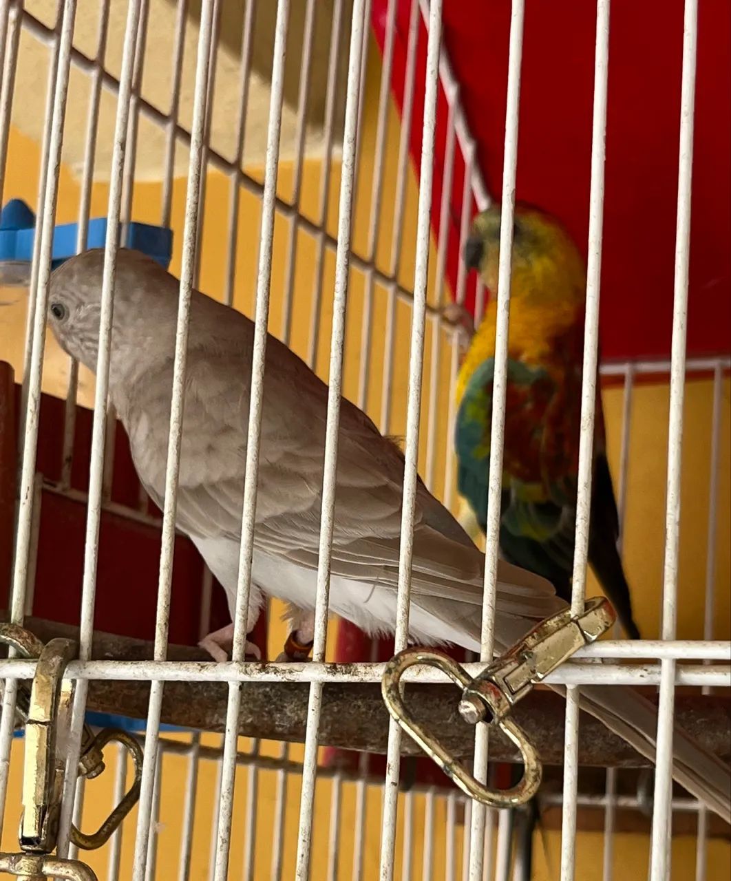 Viveiro completo64293084300034123