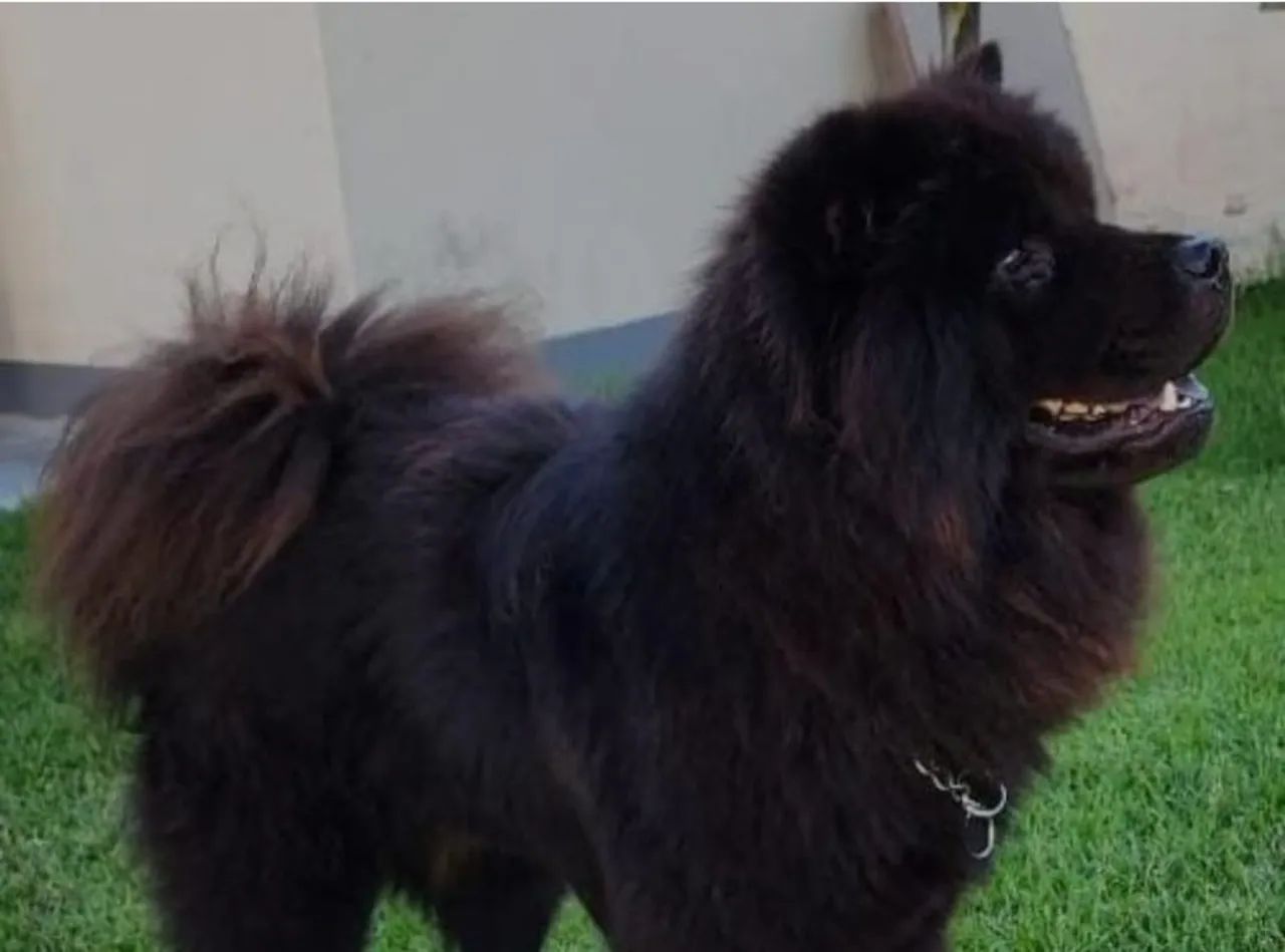 Vendo filhotes de chow-chow - Foto 4