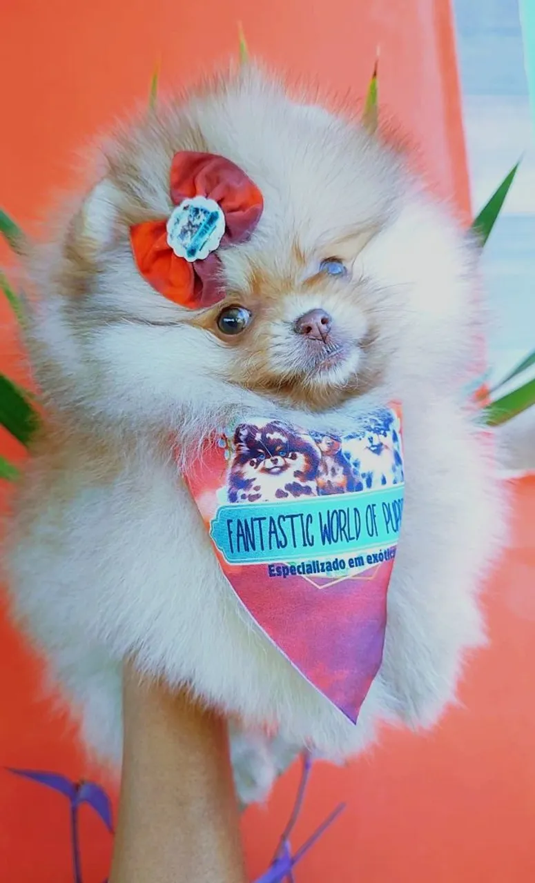 Fêmea de Spitz legítima ursinha