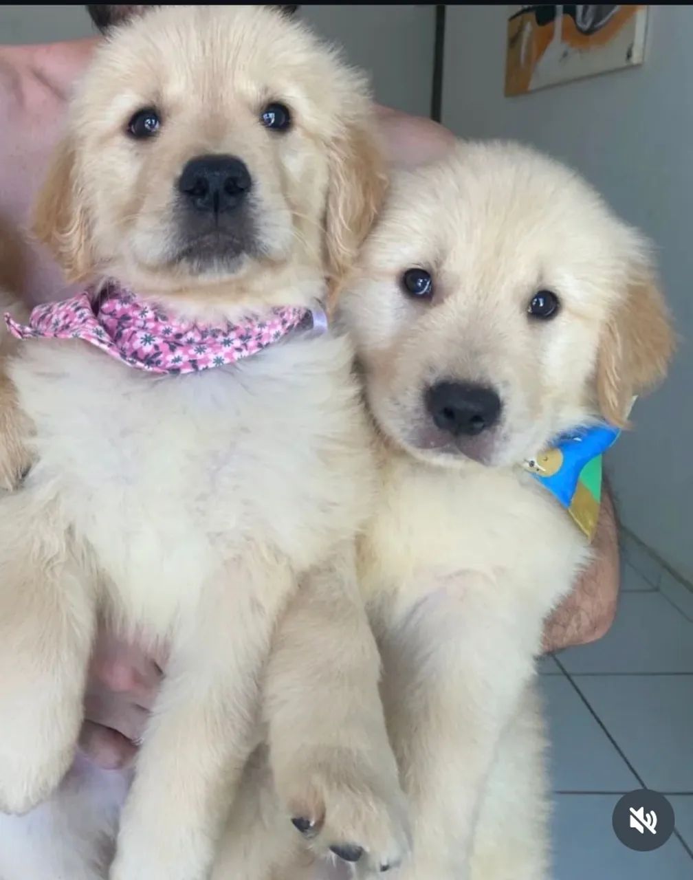 Oportunidade Filhotes Golden Retriever excelente linhagem LEIA