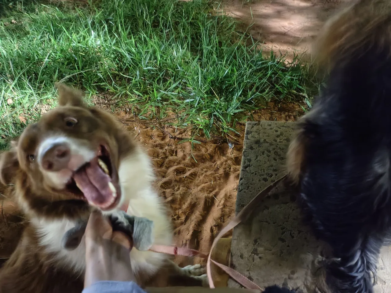 Cão Border Collie Adorável e Feliz