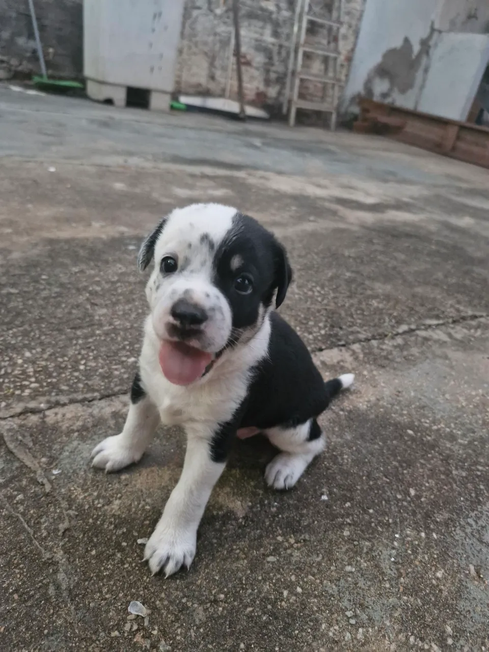 VIRA LATA macho DOAÇÃO 2 MESES APENAS