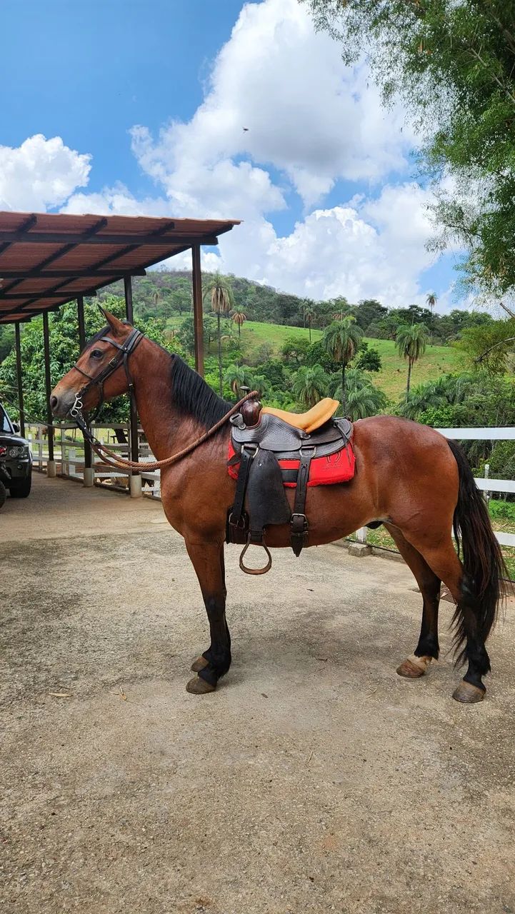 Cavalo Castrado MM - Foto 2
