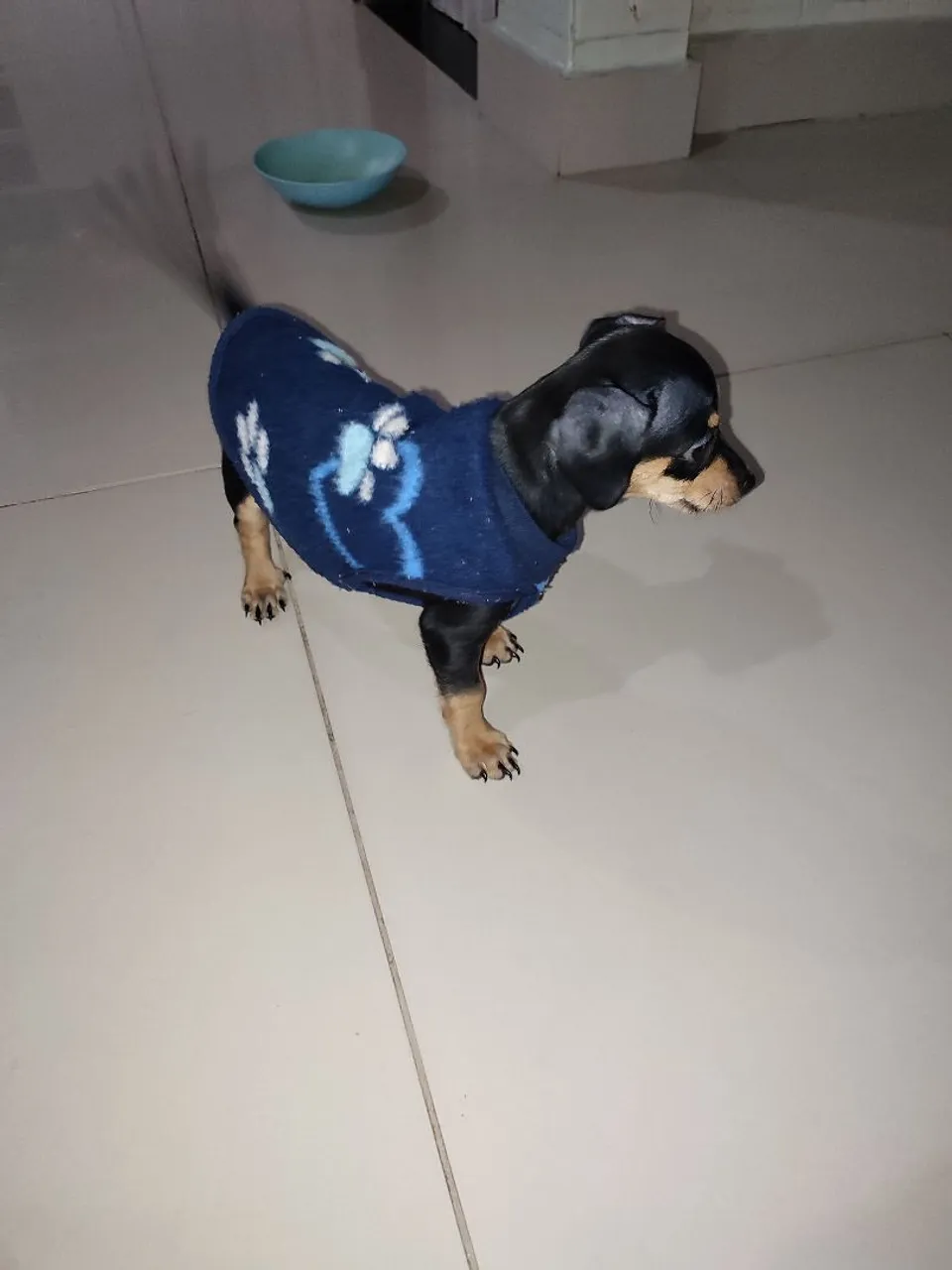 Filhote de pinscher número 01 