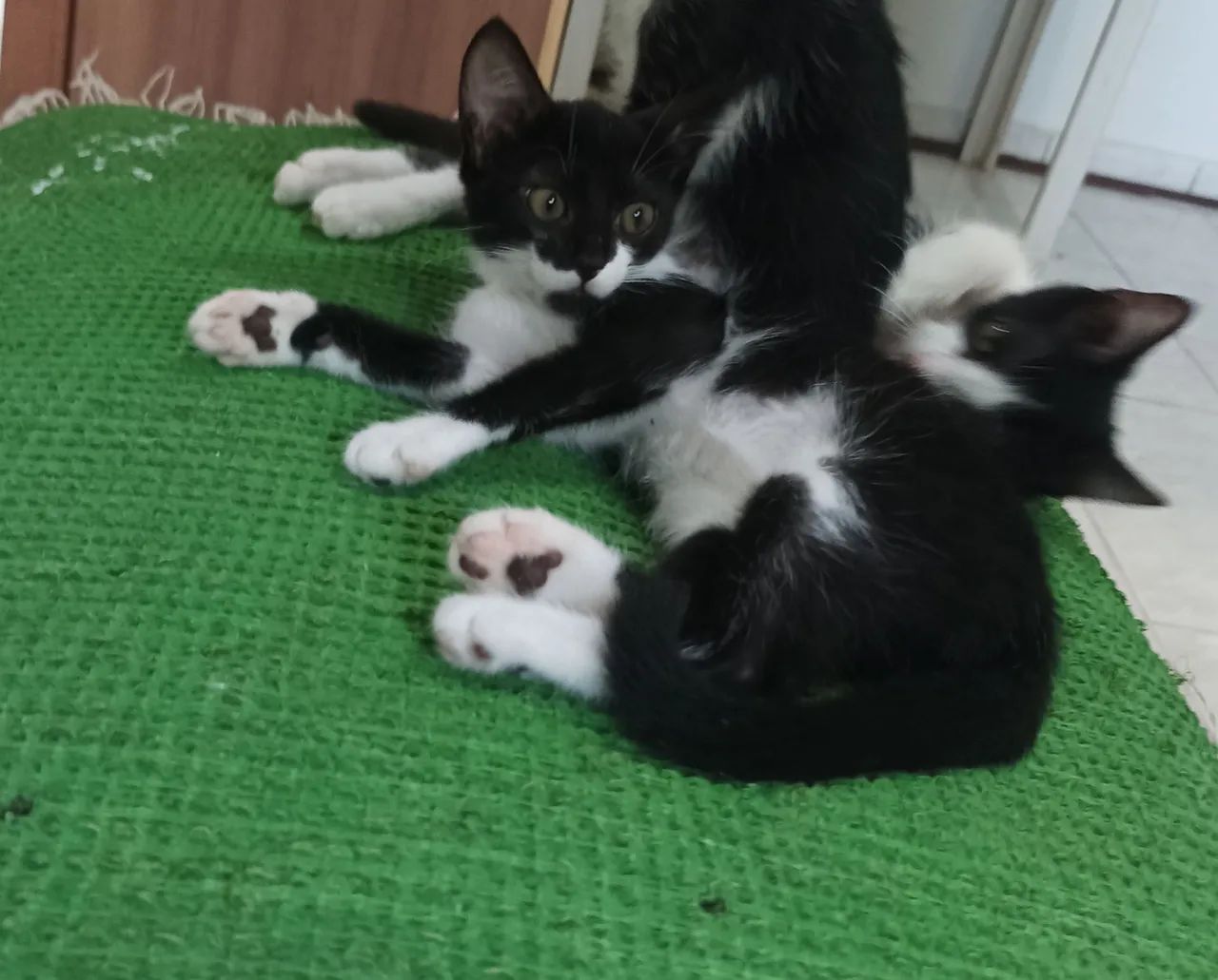 Gatinha preto e branco disponível para adoção - Foto 3