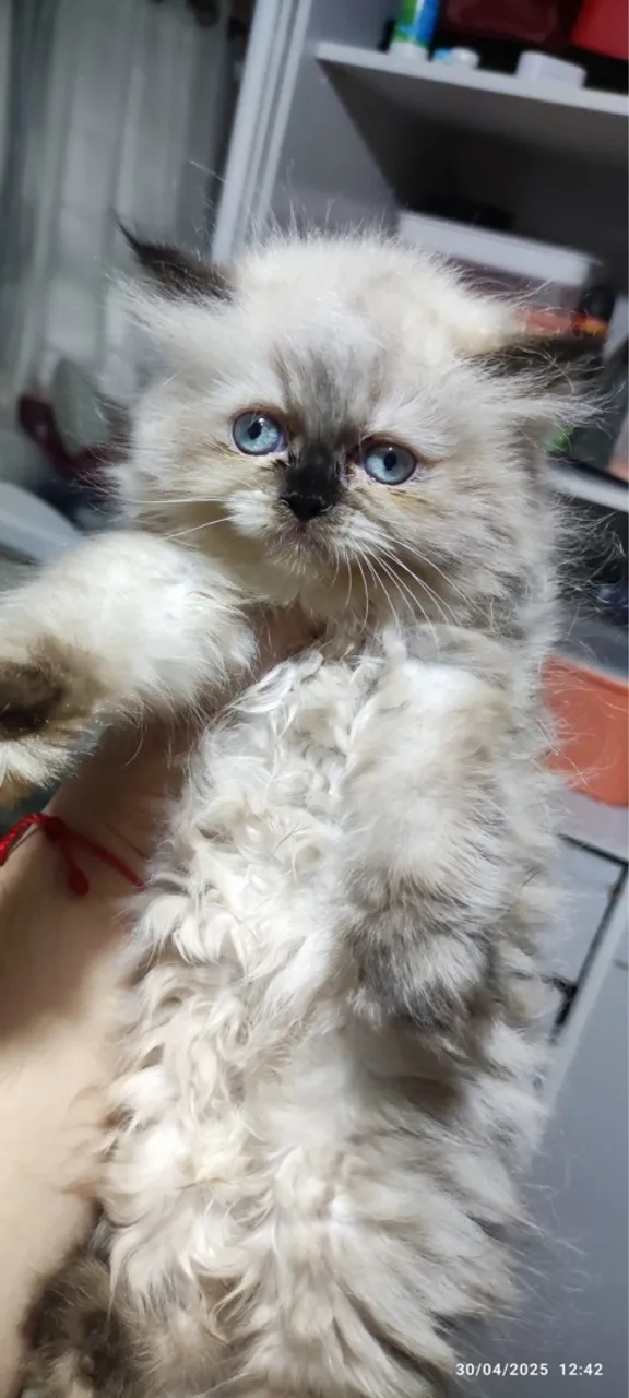 Filhote de Gato Persa Olhos Azuis