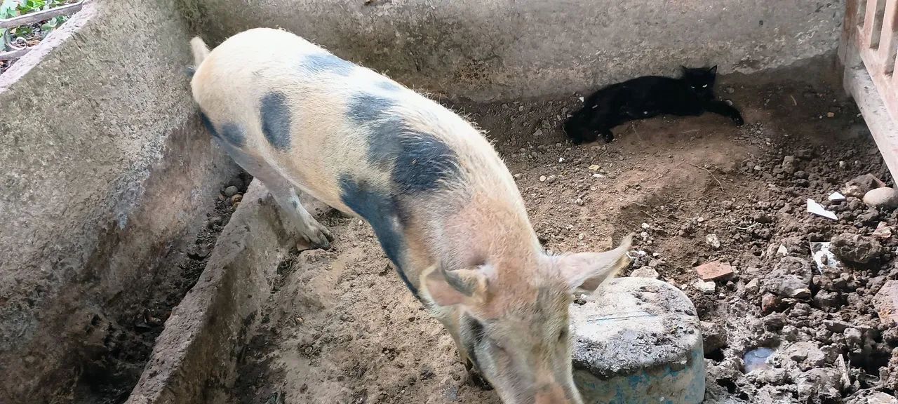 Porco com manchas pretas