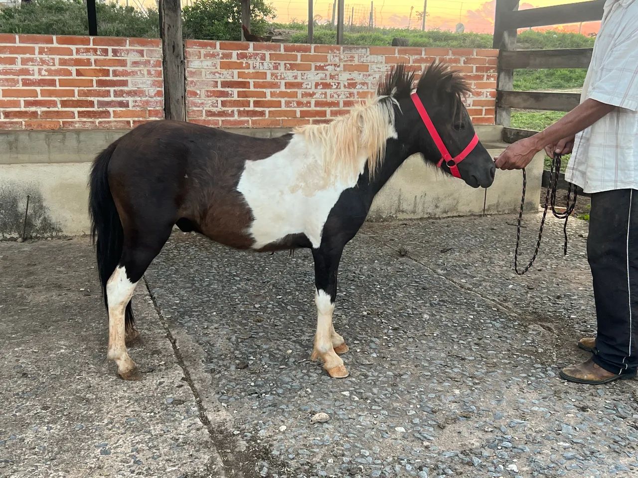 Mini ponei  - Foto 2