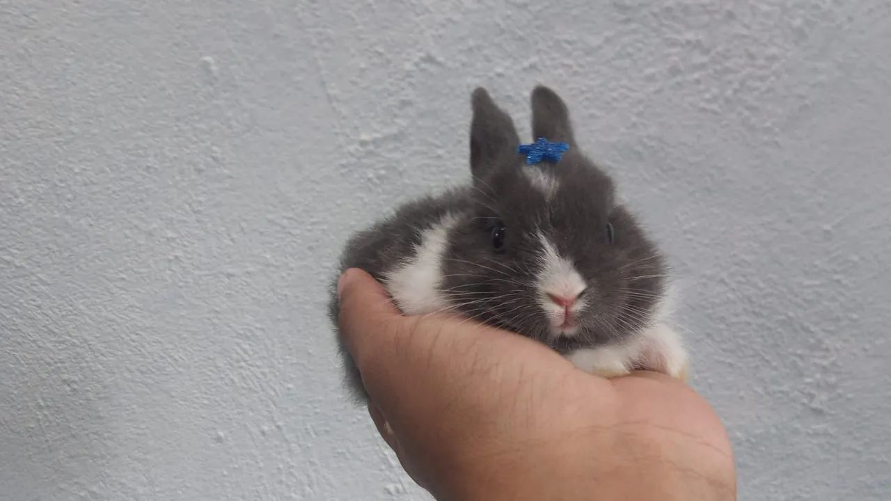 Mini coelho  - Foto 4