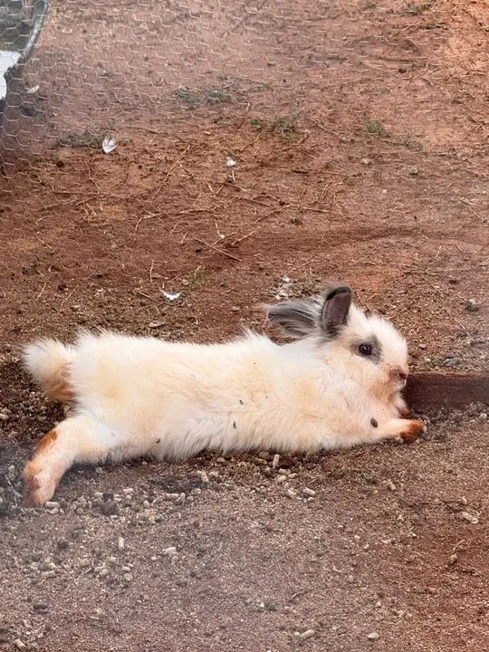 Último casal de coelhos Mini Lions  - Foto 4