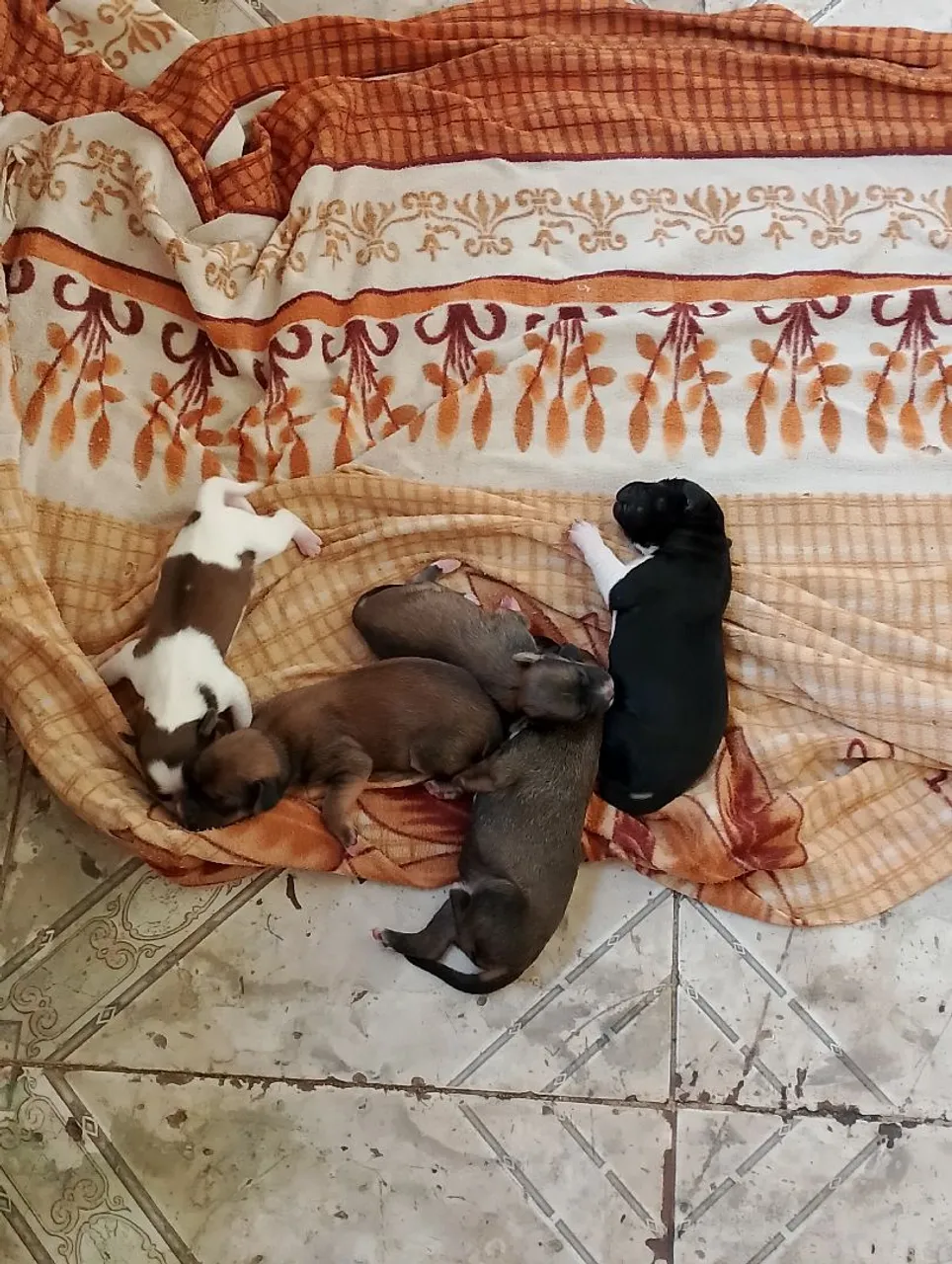 Filhotes de cães