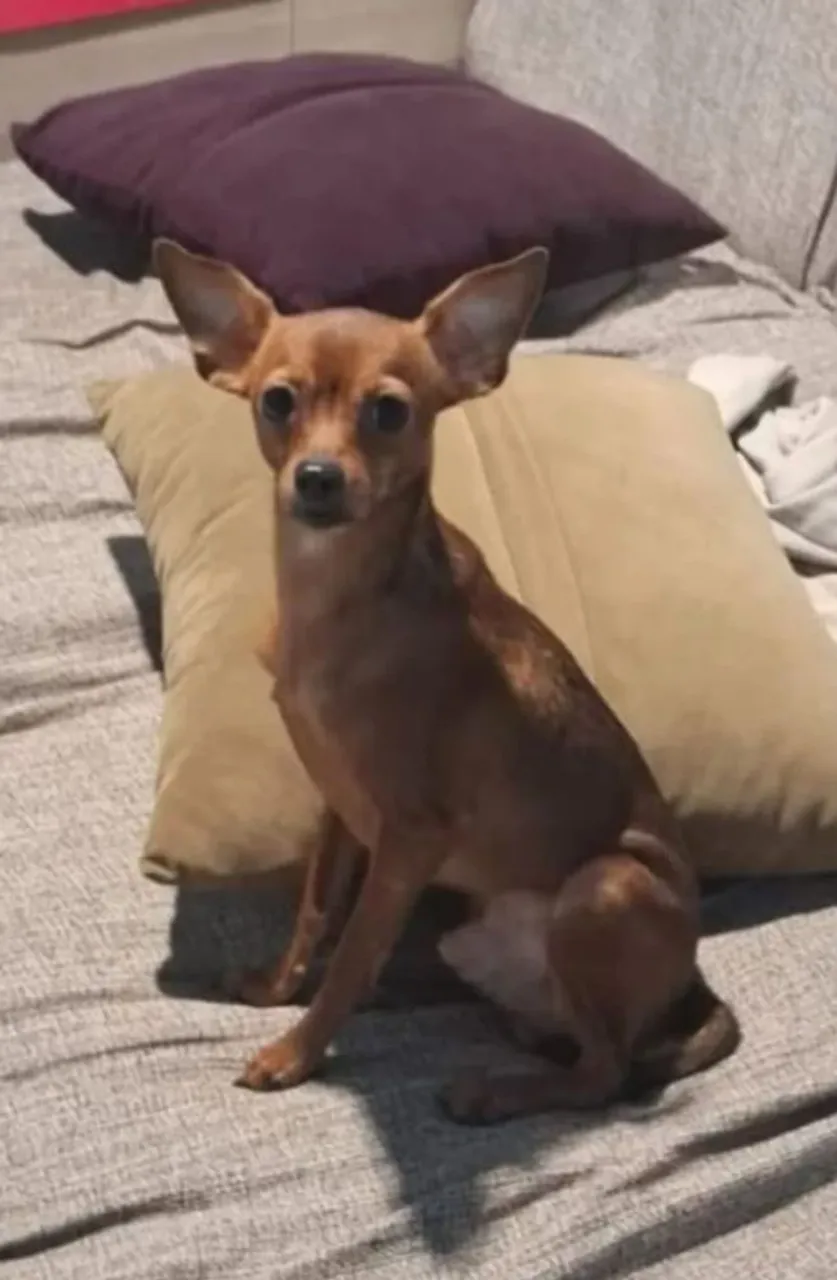 Filhote de Pinscher
