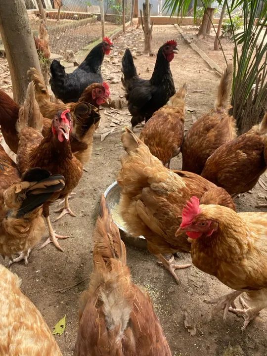 Galinhas Embrapa 051 e Rhodes - Foto 3