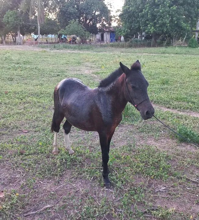 Pônei macho 2 anos 