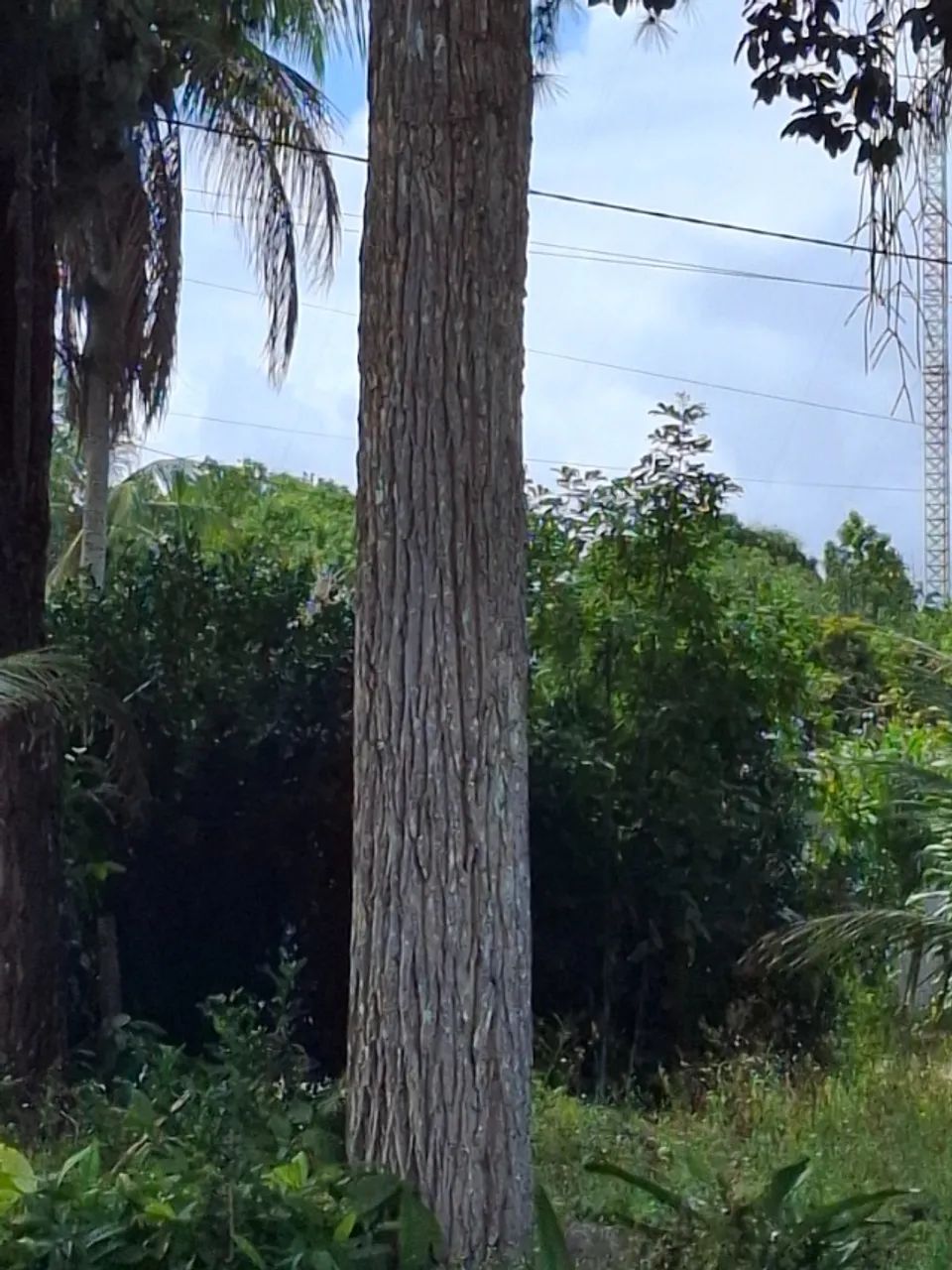 Vendo Árvore de madeira de Lei para Mesas - Foto 4