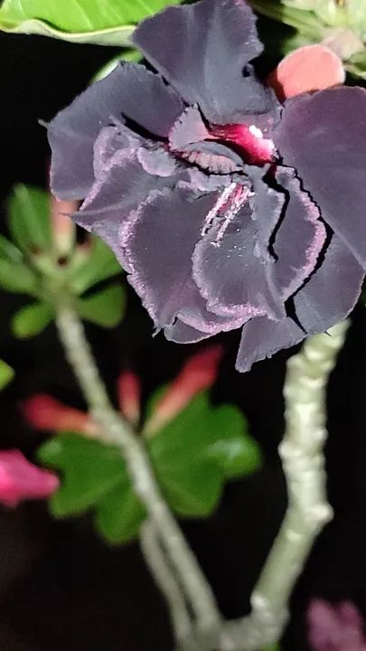 Rosas do deserto - cores exóticas e diferenciadas  - Foto 3