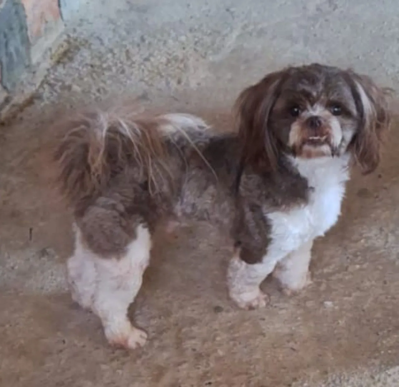 Filhote Shih Tzu