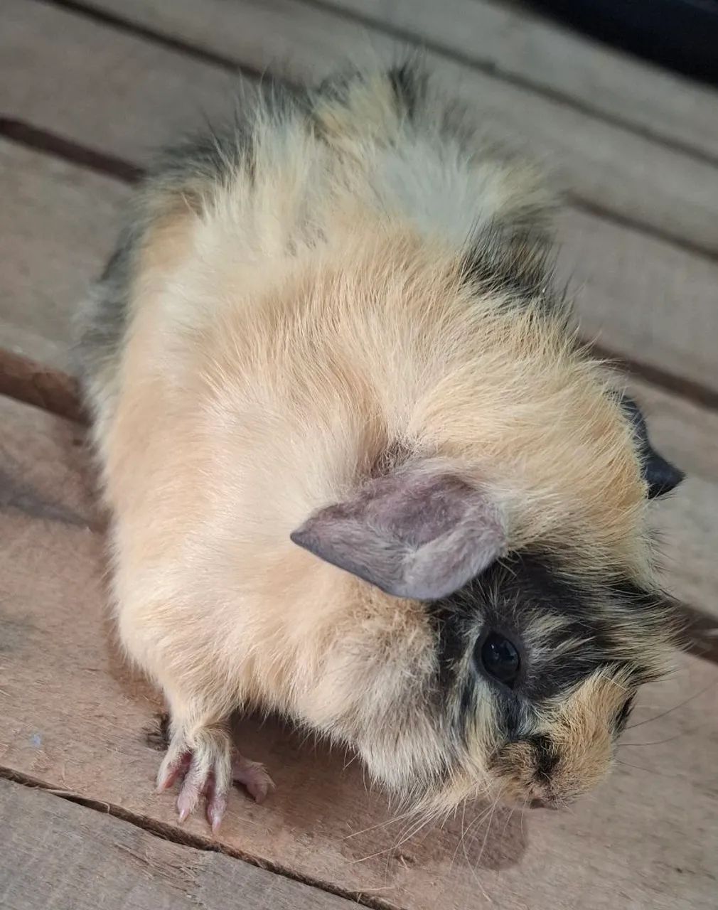 Porquinho Peruano Filhote 