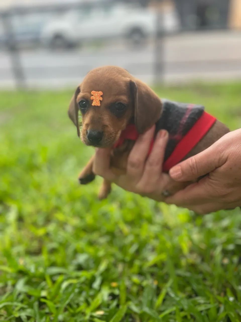 Filhote de Dachshund - Foto 3