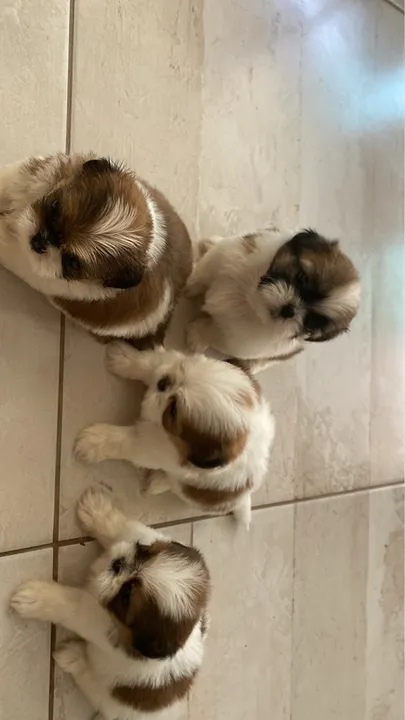Lindos filhotes Shih Tzu porte pequeno