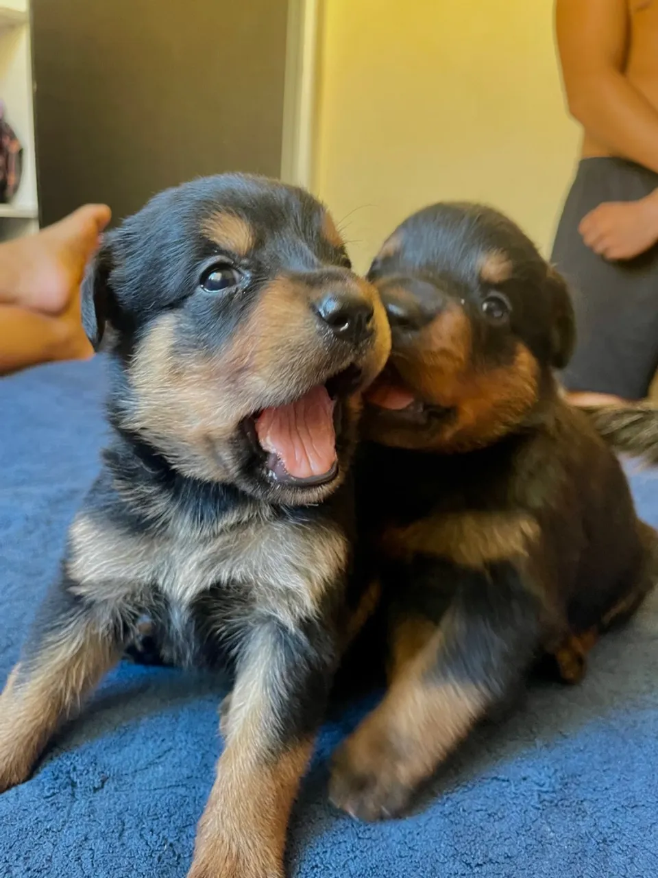 FILHOTE DE ROTTWEILER URSO
