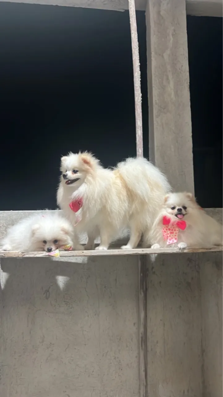 Lindos filhotes de Spitz Alemão
