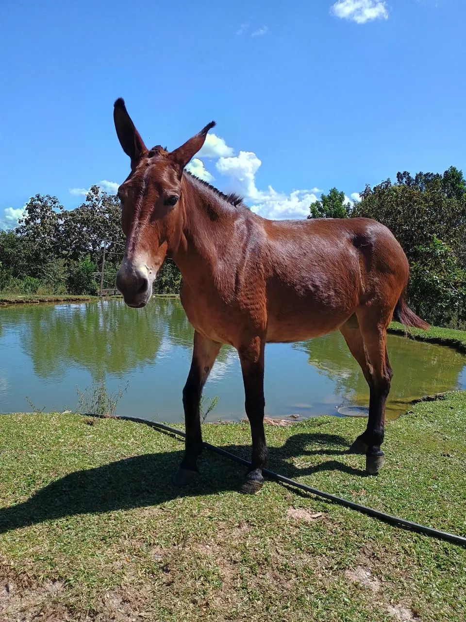 Vendo mula ou troca pro cavalo